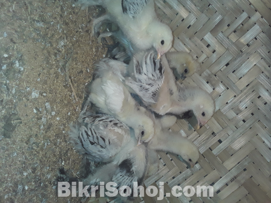 ব্রাহমা কচিং সুলতান মুরগি